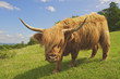 Highland Cow.