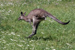 Kanguru