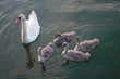 Schwan, Nachwuchs, Tierbabies