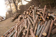 Baumstämme, Holz, Forstwirtschaft