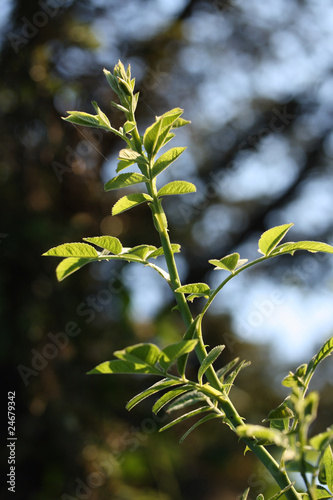 Photo: Green leaves, shallow focus on blue sky Green leaves, shallow focus on blue sky