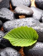 zen stone zen stone