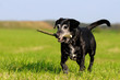 Hundesenior mit Stöckchen Hundesenior mit Stöckchen