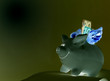 Foto: Sparschwein Sparschwein