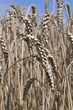 Foto: Kornfeld Kornfeld