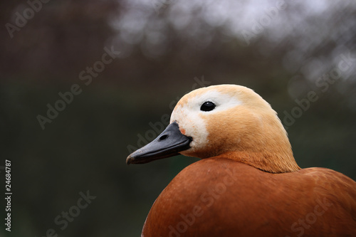 Photo: Goose Goose