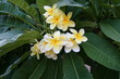 Frangipani