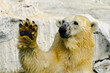 White Bear