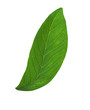 Lemon Fresh Green Leaf. Isolated on white background
