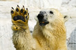 White Bear