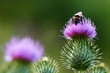 Garden Bumblebee on a Spear Thistle flower 06