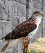 Foto: Bussard Bussard