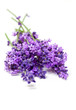 Pink Lavendel