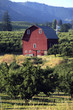 Red barn & pear orchards in the Hood River Valley Oregon.