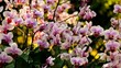 Orchid blossoms Orchid blossoms