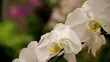White Orchids at an exhibition in Singapore White Orchids at an exhibition in Singapore