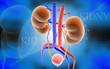 Kidney