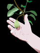 pear hand