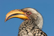Yellow-billed hornbill