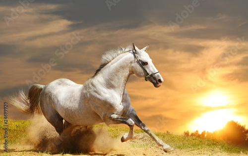 Fototapeta white stallion