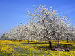 Apfelbaum