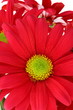 Closeup of red daisy chrysanthemum