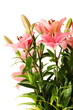 Bunch of pink lilies