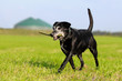 Alter Hund auf Wiese