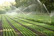 Water sprinkler system working on a nursery plantation Water sprinkler system working on a nursery plantation