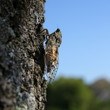 Cigale au soleil