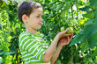 gardener