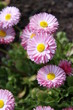 Foto: Blumen in Nahaufnahme Blumen in Nahaufnahme