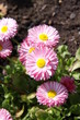 Foto: Blumen in Nahaufnahme Blumen in Nahaufnahme