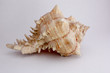 coquillage 86