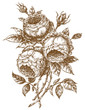 roses