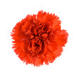 Red Carnation. Red Carnation.