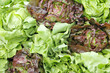 Green and red lettuce display