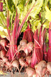 Red beets with tops, vertical