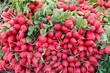 Red radishes for sale