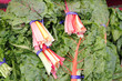 Swiss Chard Rainbow Bundles