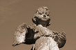 angelic figure angelic figure