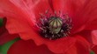 Velvet Poppy