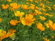 Kalifornischer Mohn