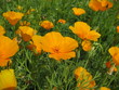 Kalifornischer Mohn
