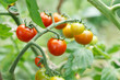 growth tomatoes