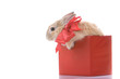 Rabbit in box