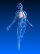 transparenter Körper mit Lungen transparenter Körper mit Lungen