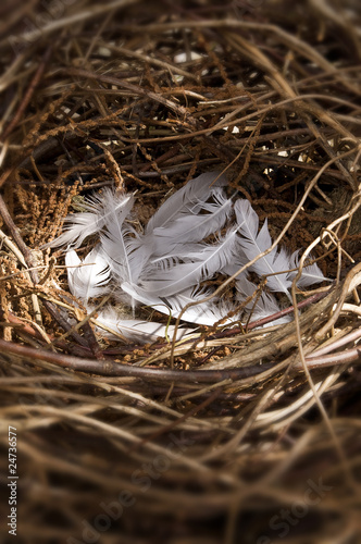 Foto: Bird nest Bird nest