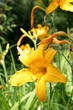 Taglilien (hemerocallis) Blüten Taglilien (hemerocallis) Blüten
