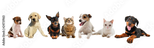 Photo: jeunes chiens et chats jeunes chiens et chats
